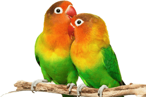 Love Birds Png - Small Colorful Love Birds PNG image with transparent background