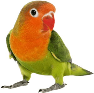 Love Birds Transparent File - Pet Bird Png, Png Download PNG image with transparent background