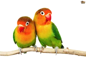 Lovebirds Perched Together PNG Image