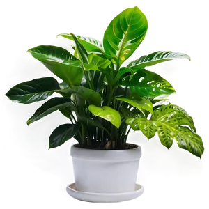 Low Light Indoor Plants Png Mqn58 PNG Image