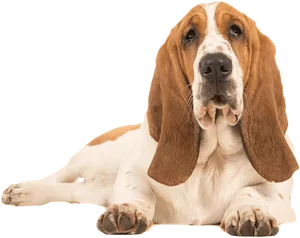 Loyal Basset Hound Resting PNG Image