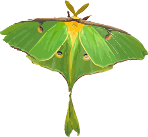 Luna Moth White Background, HD Png Download PNG