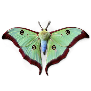 Luna Moth PNG gal PNG