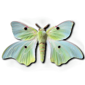 Luna Moth PNG sfv PNG