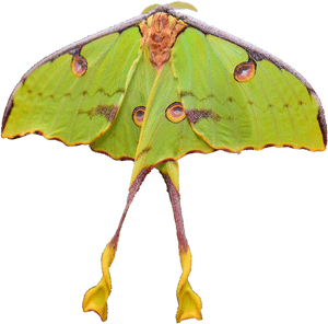 Luna Moth, HD Png Download PNG