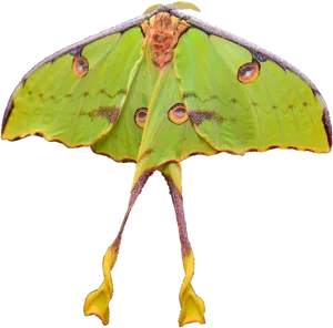 Luna Moth Spread Wings PNG Image