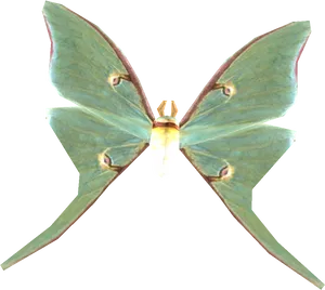 Luna_ Moth_ Transparent_ Background PNG Image