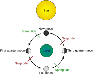 Sun / Moon Cycle And Tide - Illustration Of A Tide, HD Png Download PNG with transparent background