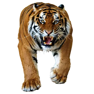 Lurking Predator Tiger Png 60 PNG Image