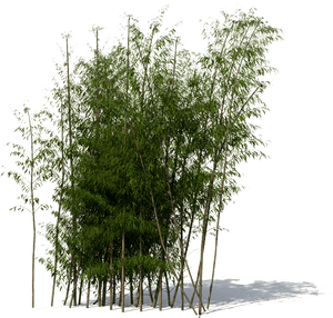 Download Bamboo Png File - Bamboo Tree Png, Transparent Png PNG with transparent background