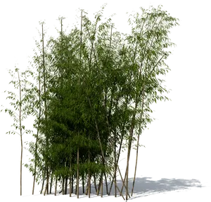 Lush Bamboo Grove Isolated PNG Image