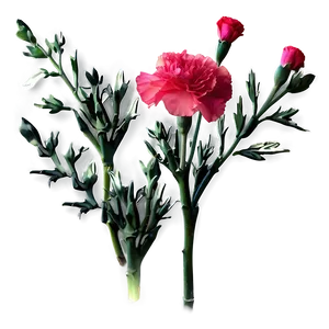 Lush Carnation Png Wgo PNG Image