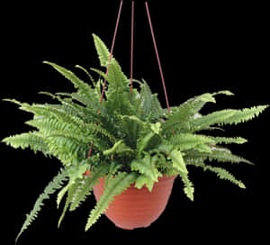 Flowerpot - Boston Fern In Hanging Pot Singapore, HD Png Download PNG image with transparent background