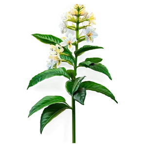 Lush Flower Bush Png Oxb46 PNG Image