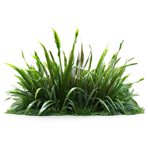 Lush Grass Patch Png Duw34 PNG Image