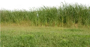 Lush_ Grassland_and_ Tall_ Reeds.jpg PNG Image