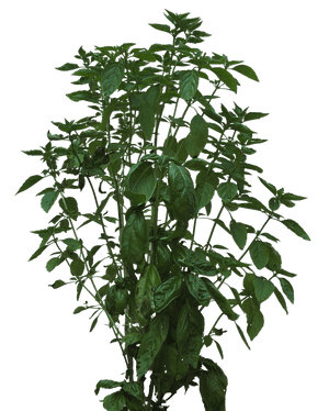 Lush Green Basil Plant PNG image with transparent background