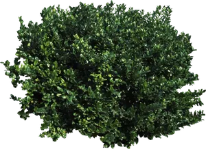 Lush Green Bush Black Background PNG Image