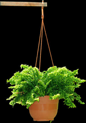 Hanging Flower Plants Png , Png Download - Hanging Plant Pots Png, Transparent Png PNG image with transparent background