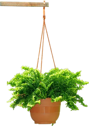 Lush Green Fern Hanging Planter PNG Image