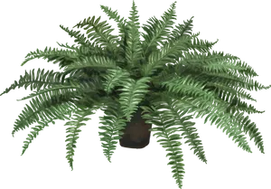 Lush Green Fern Plant PNG Image