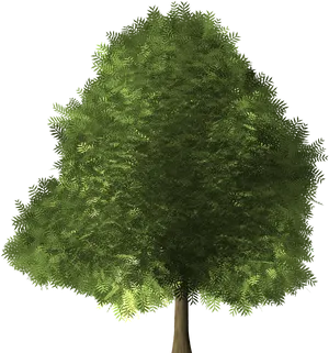 Lush Green Fern Tree Graphic PNG Image