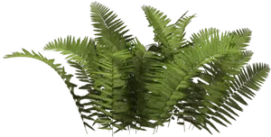 Lush Green Ferns Black Background PNG Image