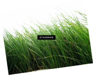 Lush Green Grass Field PNG Image