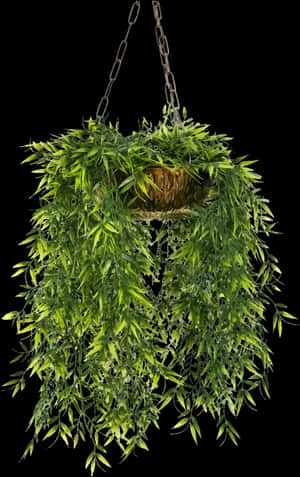 Transparent Plants Png - Hanging Potted Plant Png, Png Download PNG image with transparent background
