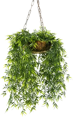 Lush Green Hanging Basket Plant PNG Image