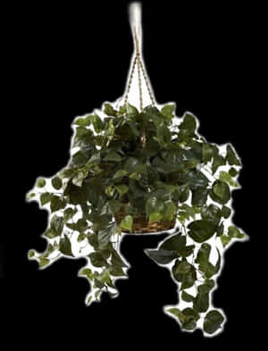 Transparent Green Plant Png - Transparent Hanging Plants Png, Png Download PNG image with transparent background