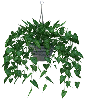 Lush Green Hanging Plant Black Background.jpg PNG Image