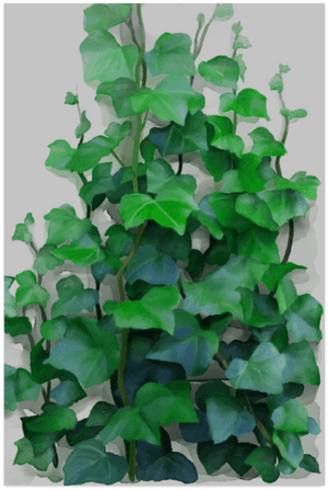 Vines, Climbing Plant Poster 20'x30' - Png Climbing Vines, Transparent Png PNG image with transparent background