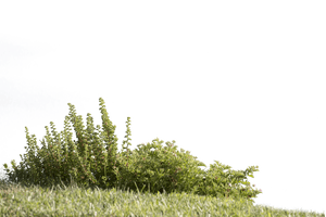 Meadow PNG Free Download PNG image with transparent background