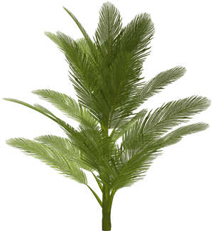 Lush Green Palm Frond PNG image with transparent background