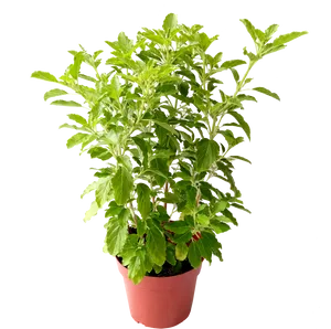 Lush Green Potted Plant Black Background PNG Image