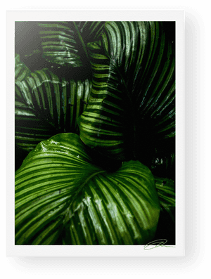 Transparent Tropical Plants Png - Rainforest, Png Download PNG image with transparent background
