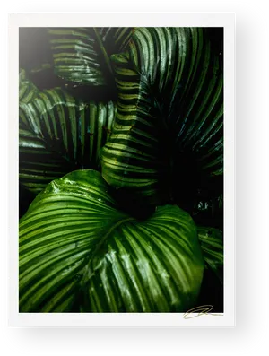 Lush Green Rainforest Foliage PNG Image