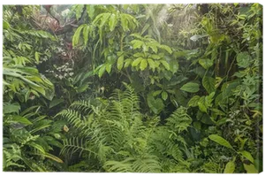 Lush Green Rainforest Foliage.jpg PNG Image