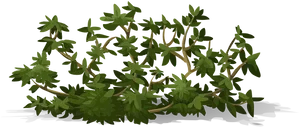 Lush Green Shrub Illustration PNG Image