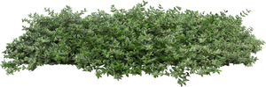 Bushes Plant Populus Nigra Tree Architecture Shrub - Transparent Background Bushes Png, Png Download PNG with transparent background