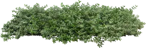 Lush Green Shrub Isolated PNG Image