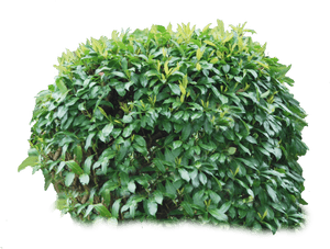 Bush Png Image - Transparent Background Bushes Png, Png Download PNG with transparent background