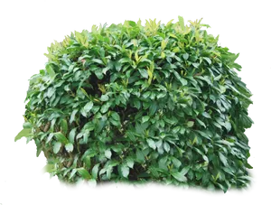 Lush Green Shrub Isolated.png PNG Image