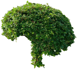 Bush Png Image - University Of Salford Sustainability, Transparent Png PNG