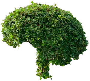 Lush Green Shrub Isolated.png PNG Image