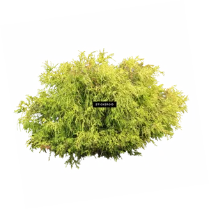 Lush Green Shrub Isolated PNG Image