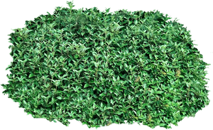 Bush Png Image - Transparent Background Bush Transparent, Png Download PNG with transparent background