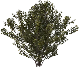 Lush Green Shrub Transparent Background PNG Image