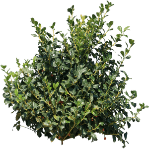 Bush Png Image - Bush Png, Transparent Png PNG with transparent background